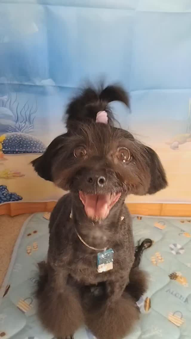 ナツちゃん🐶