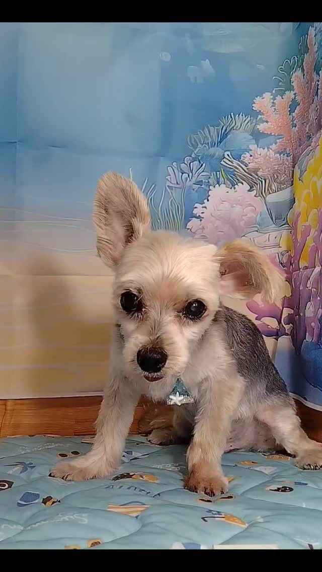 鈴太郎くん🐶