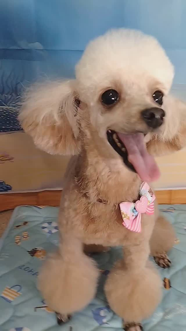 ニアちゃん🐶