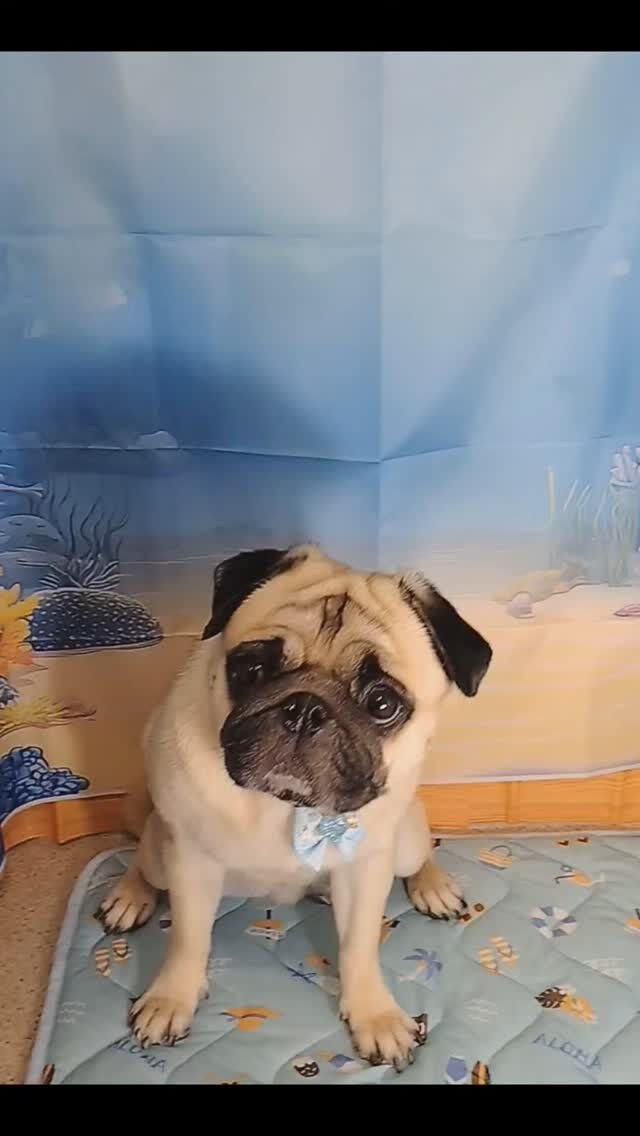 文豪朗くん🐶