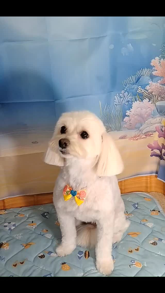 まろちゃん🐶