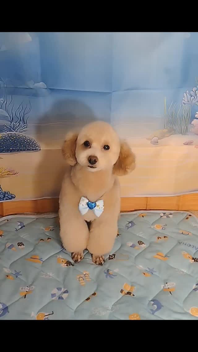ロムくん🐶