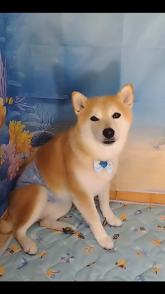 こぼすちゃん🐶