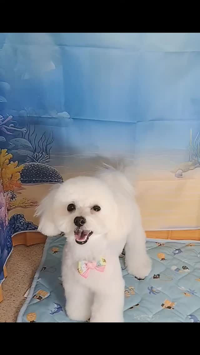 マロちゃん🐶