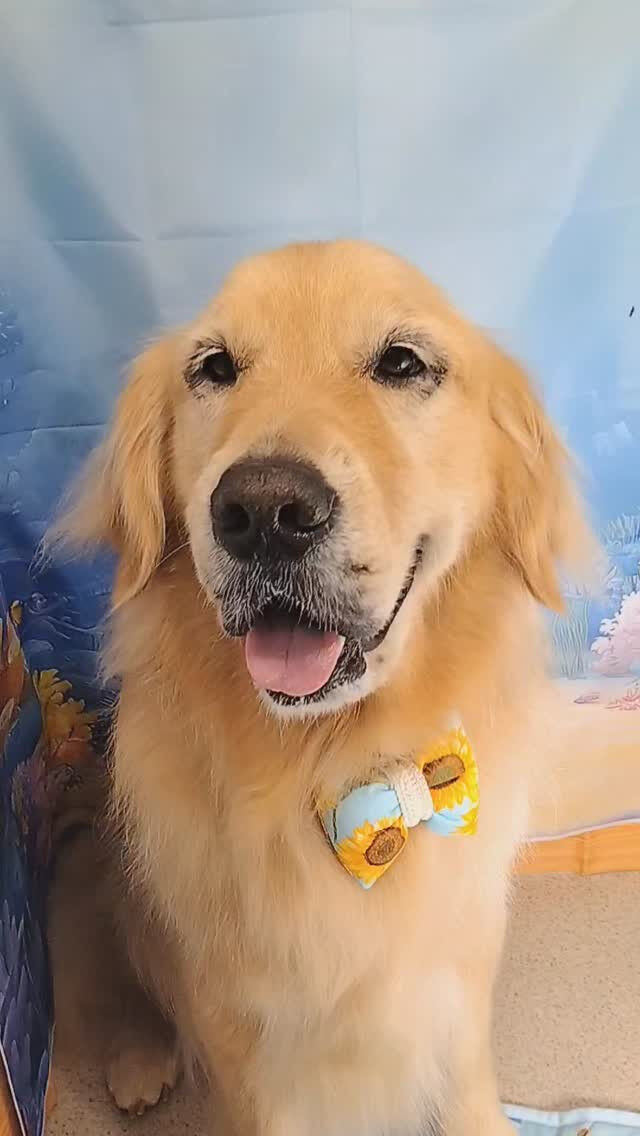ビビちゃん🐶