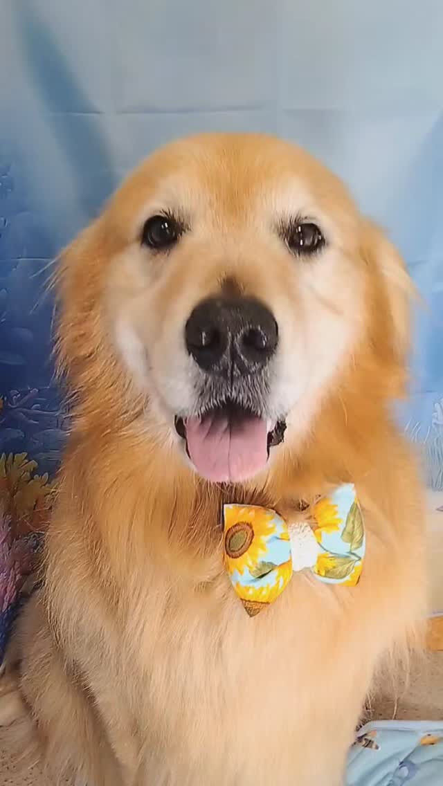ココちゃん🐶