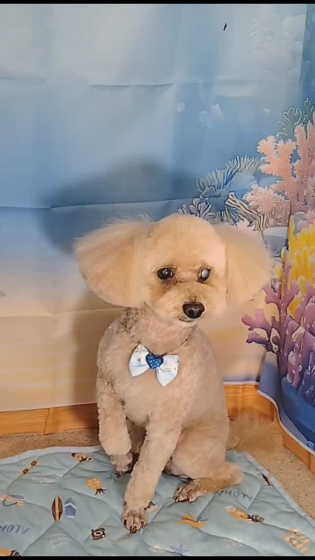 マロンちゃん🐶
