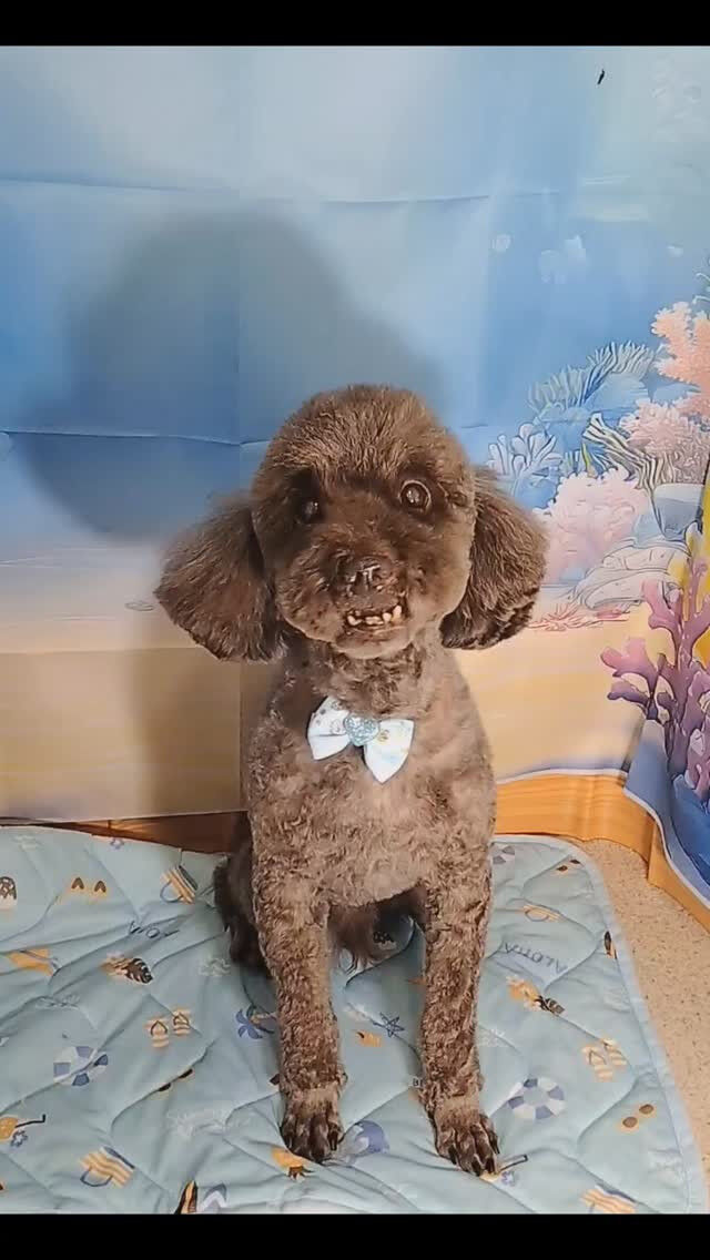 ラッキーくん🐶