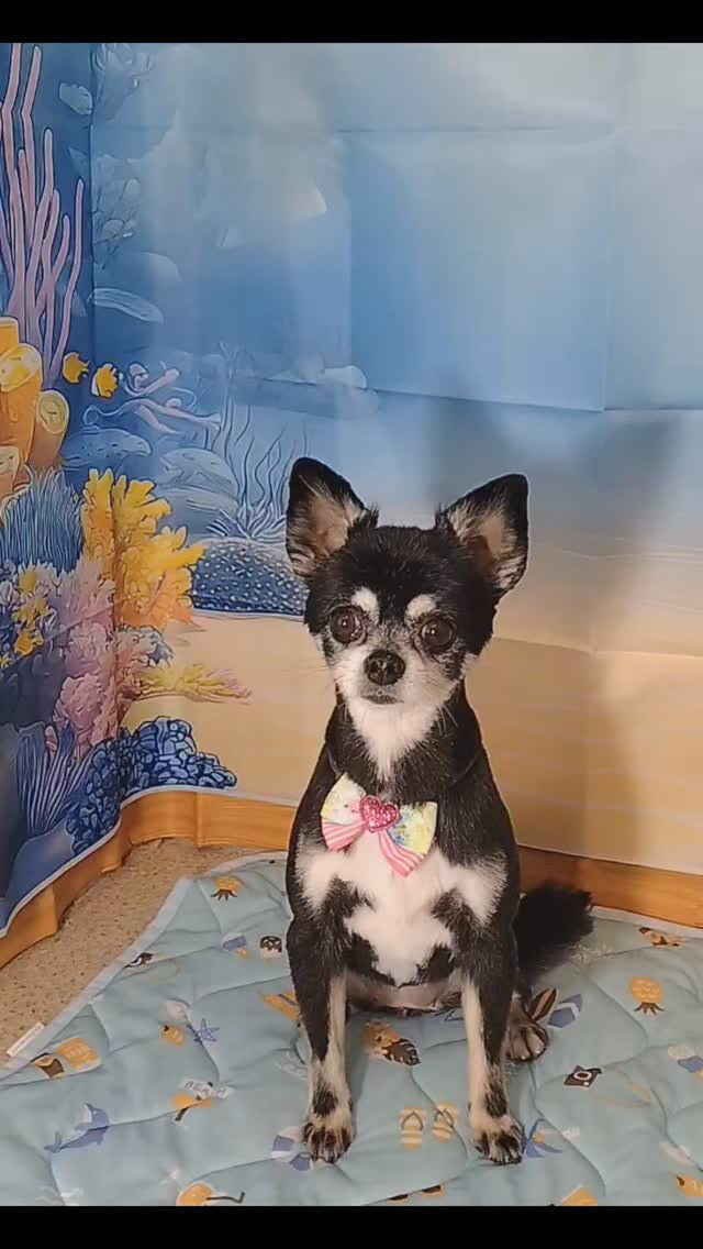 ラズちゃん🐶