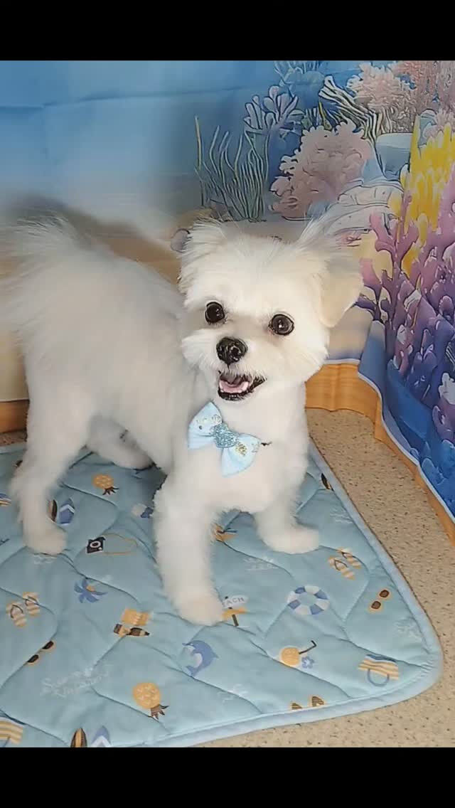 ゆきちゃん🐶