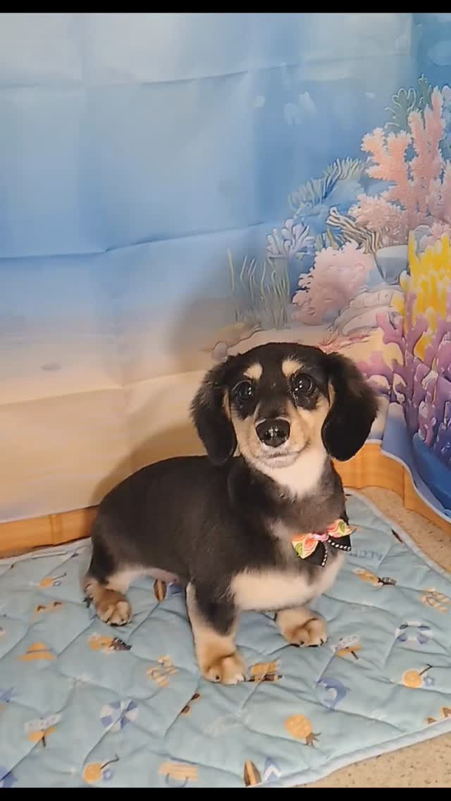 胡白ちゃん🐶