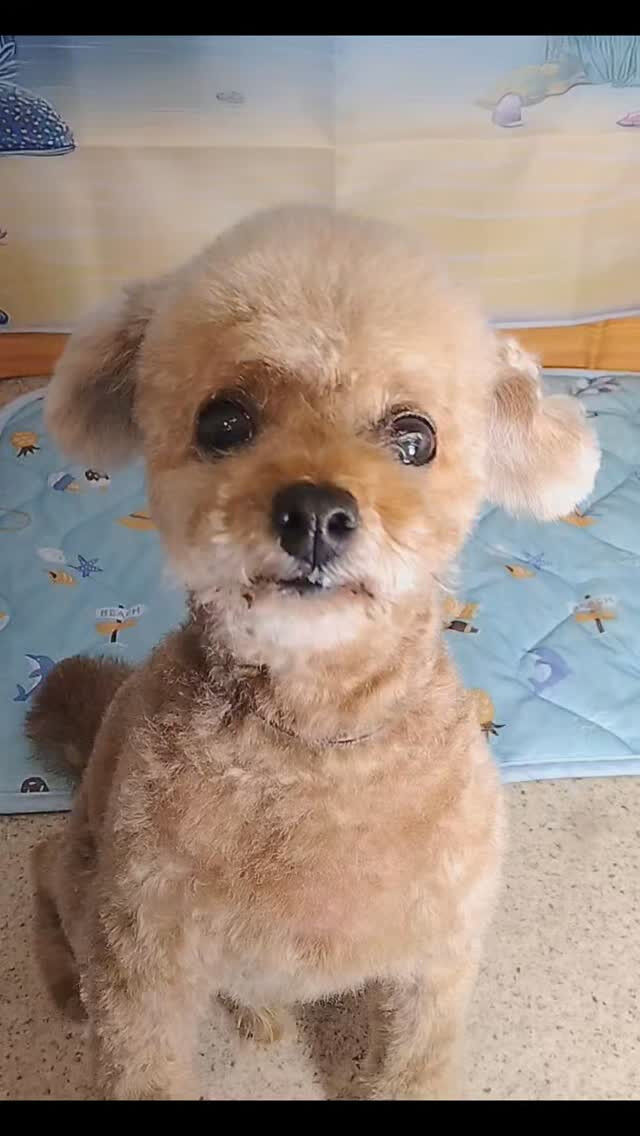 マカロンくん🐶