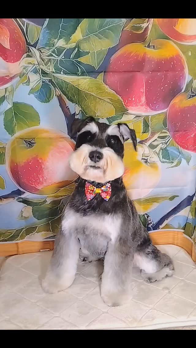 あかねちゃん🐶