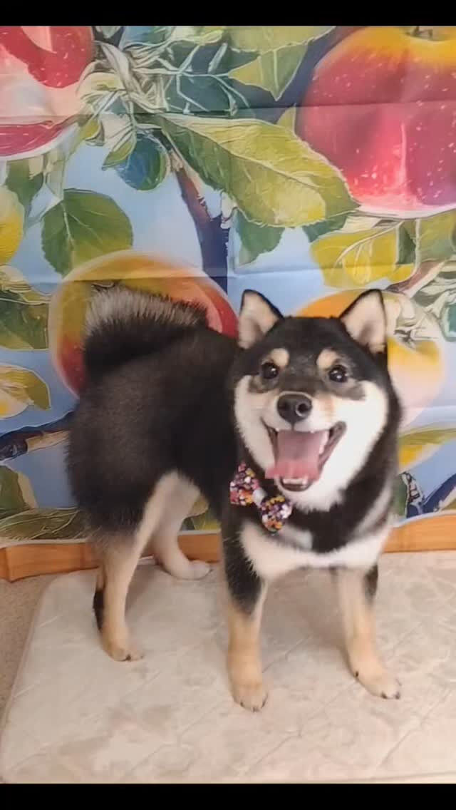 カイくん🐶