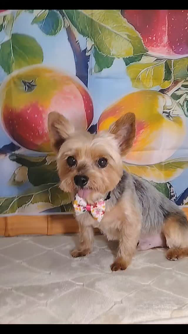 カイトくん🐶