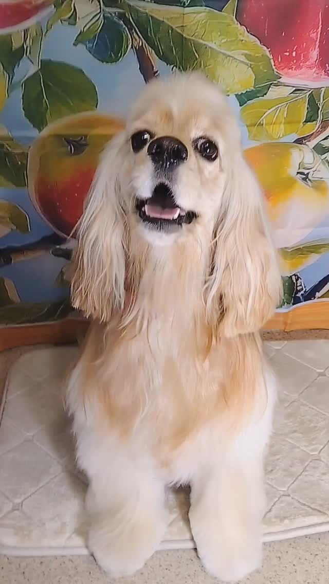 ペコちゃん🐶