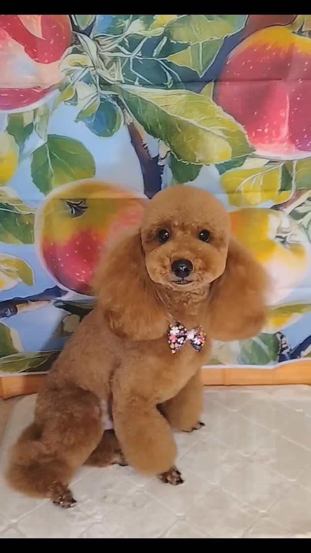 天ちゃん🐶