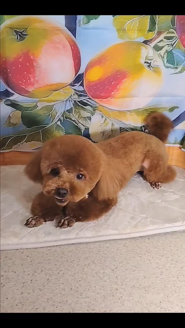 文ちゃん🐶