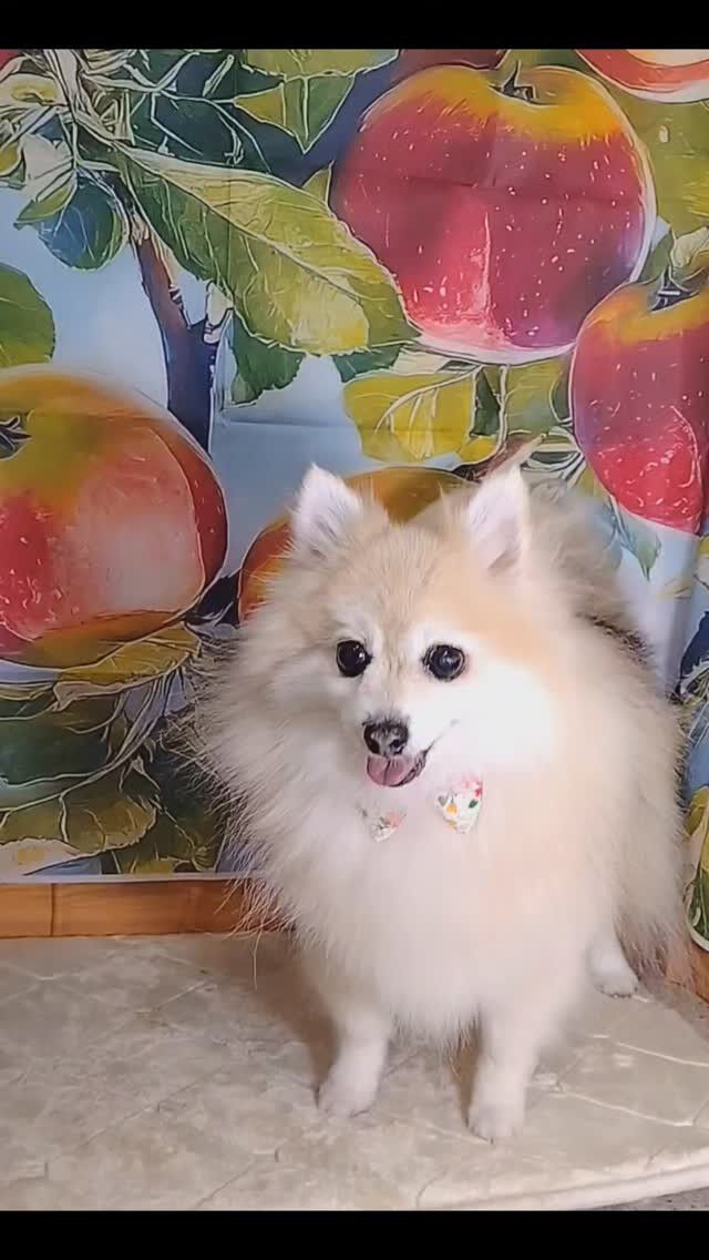 おまめちゃん🐶