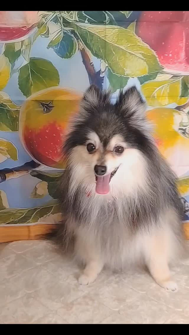 レオくん🐶