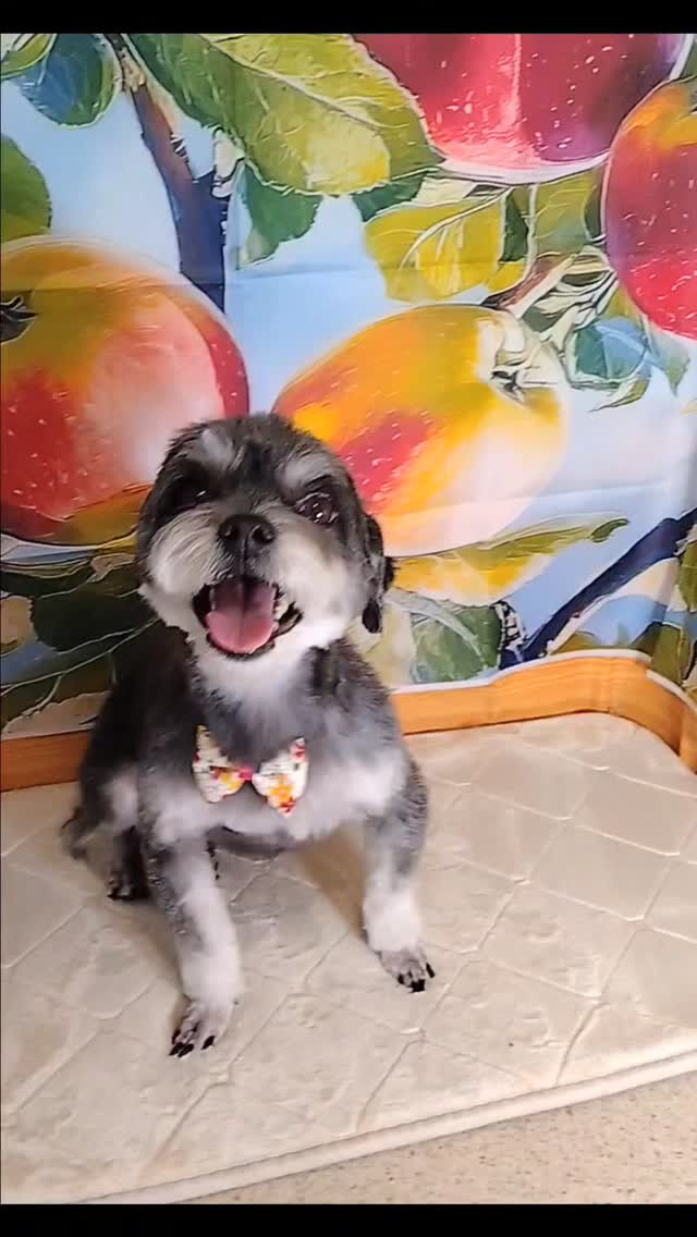 小鉄くん🐶