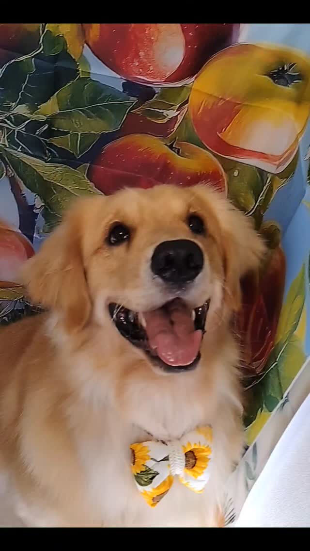 ロイくん🐶