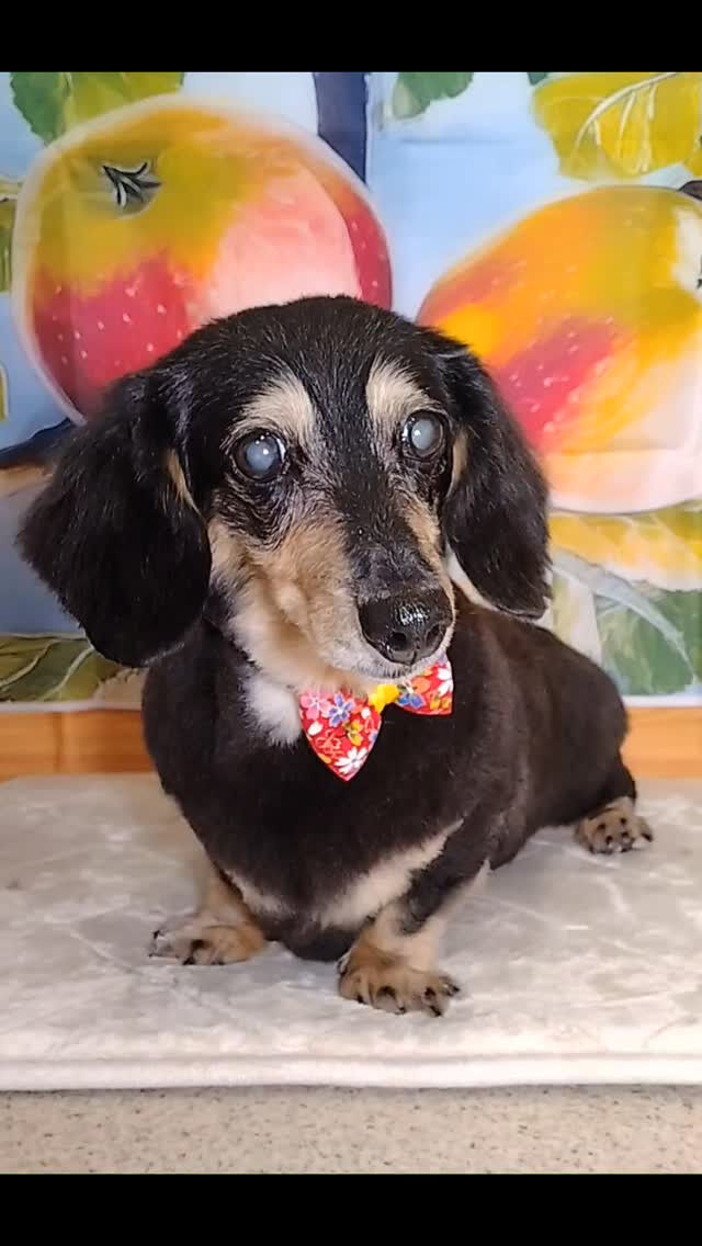 マロンちゃん🐶