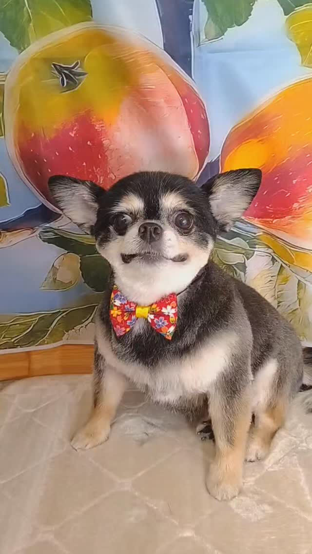 さくらちゃん🐶