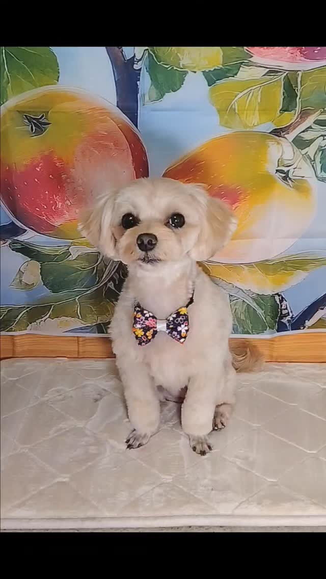 リアンちゃん🐶
