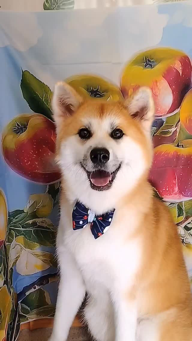 輝ちゃん🐶