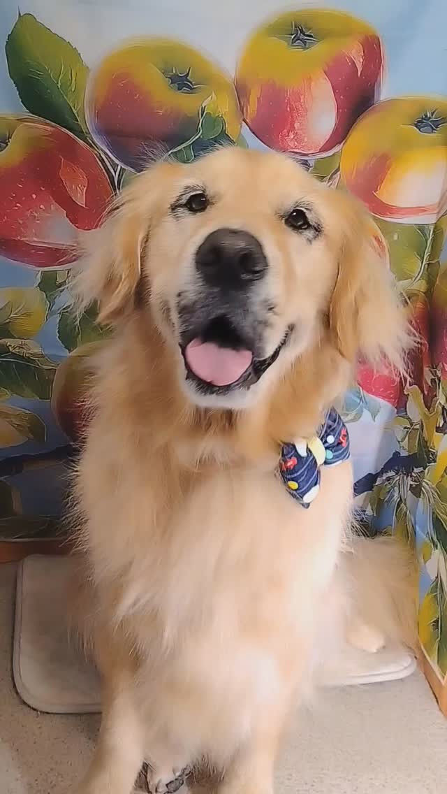ビビちゃん🐶