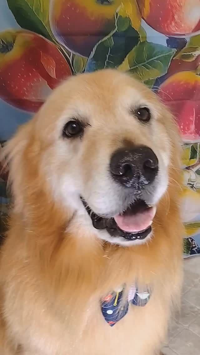 ココちゃん🐶