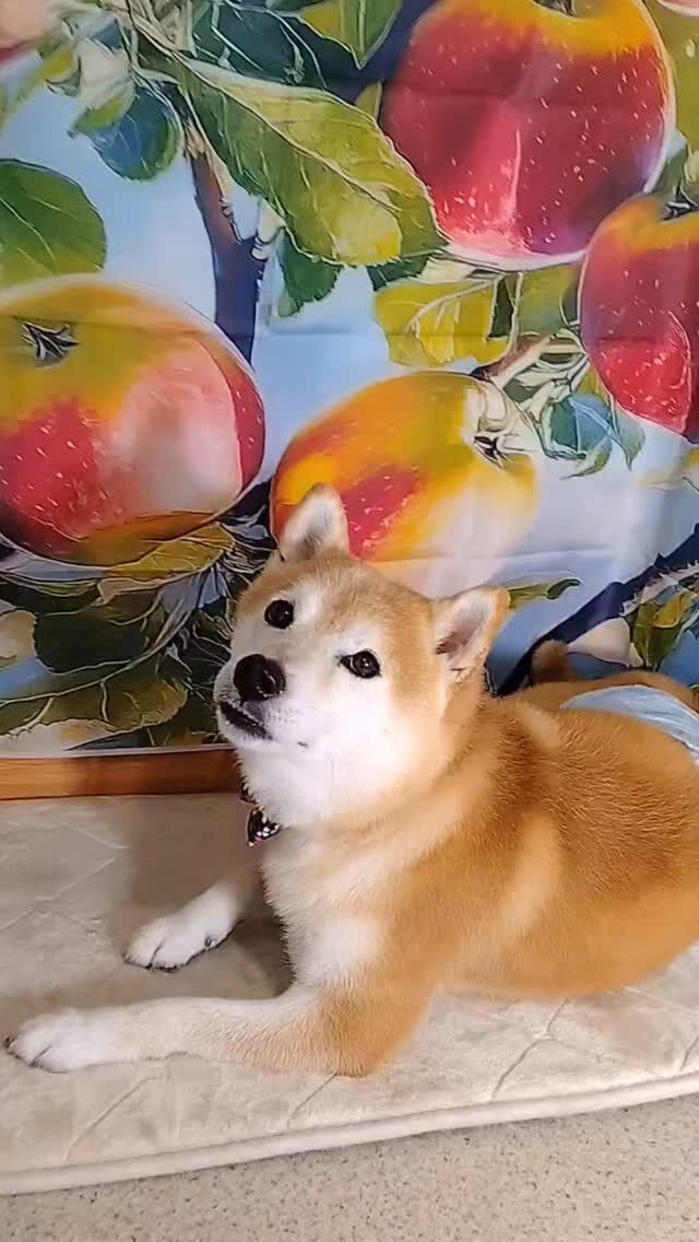 こぼすちゃん🐶