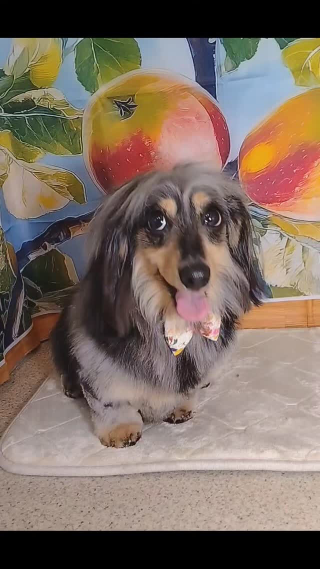 ジュースちゃん🐶