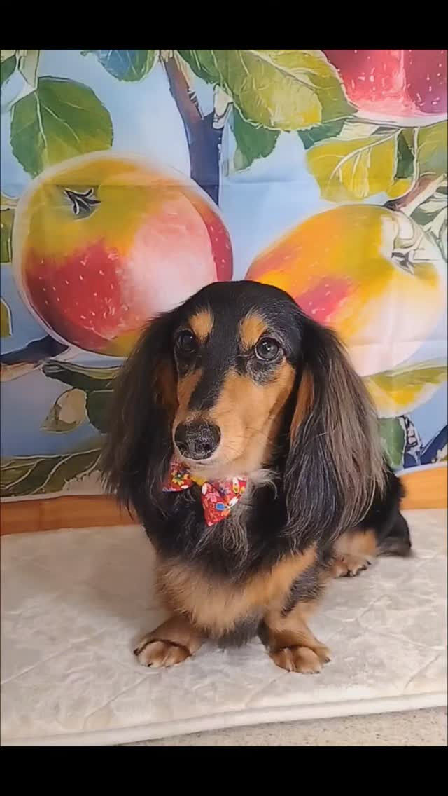 オズちゃん🐶