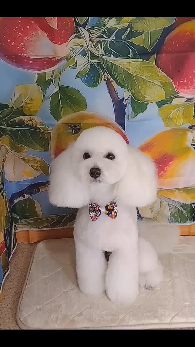 福ちゃん🐶