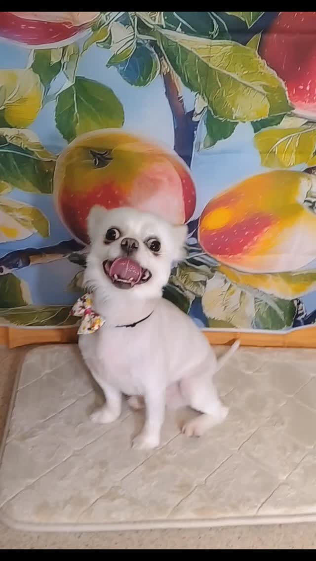 ミルクちゃん🐶