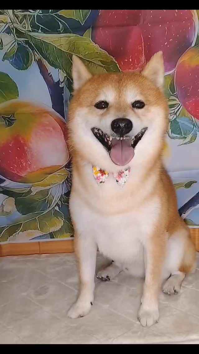 北斗ちゃん🐶