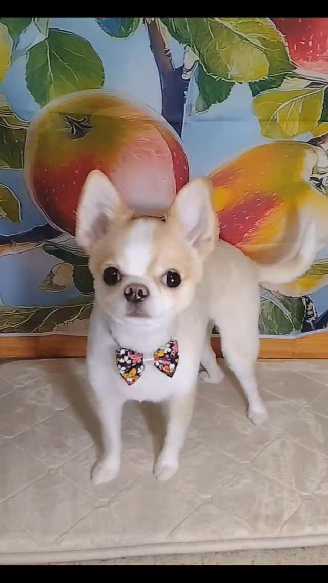 モグちゃん🐶