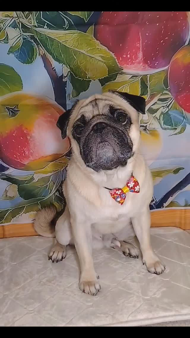 文豪朗くん🐶