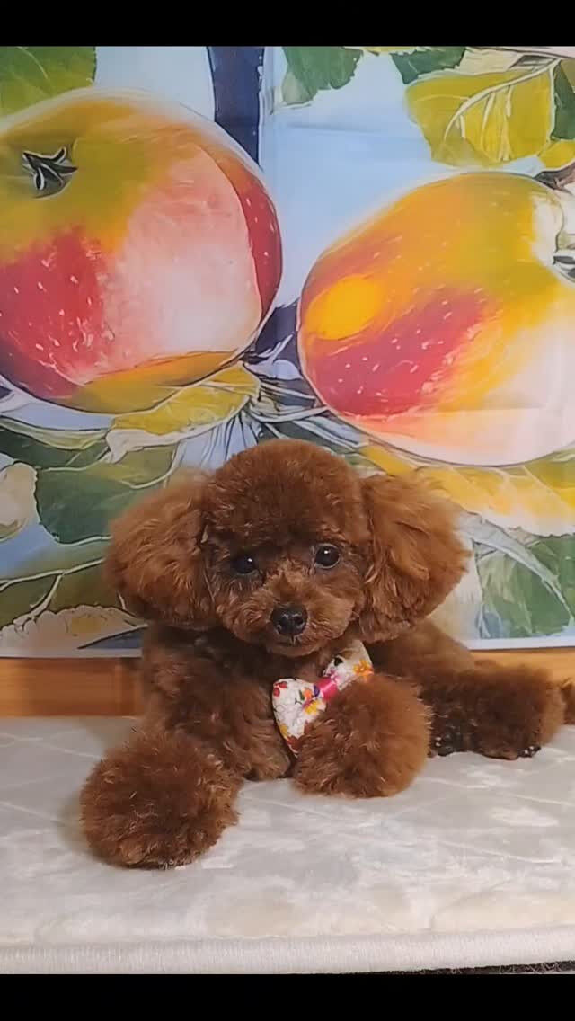 ミリちゃん🐶