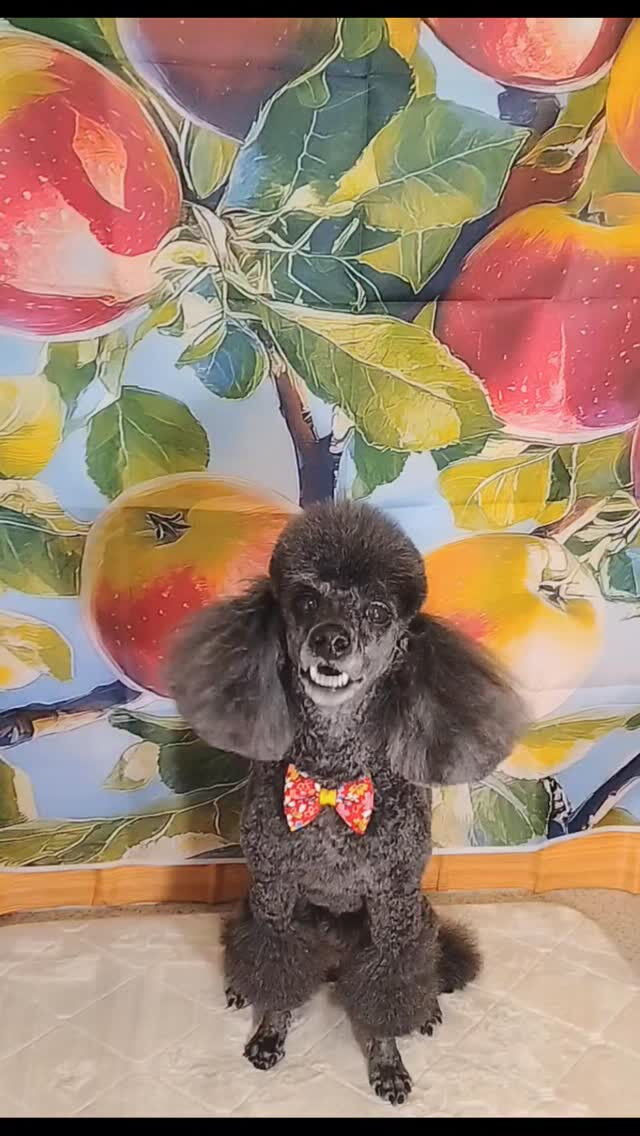 いわのりちゃん🐶