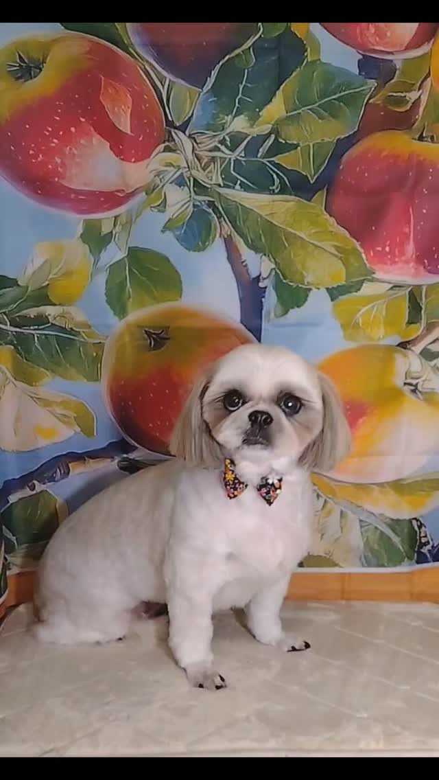 サランちゃん🐶