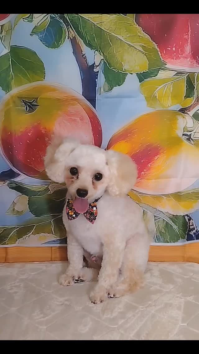 はるちゃん🐶