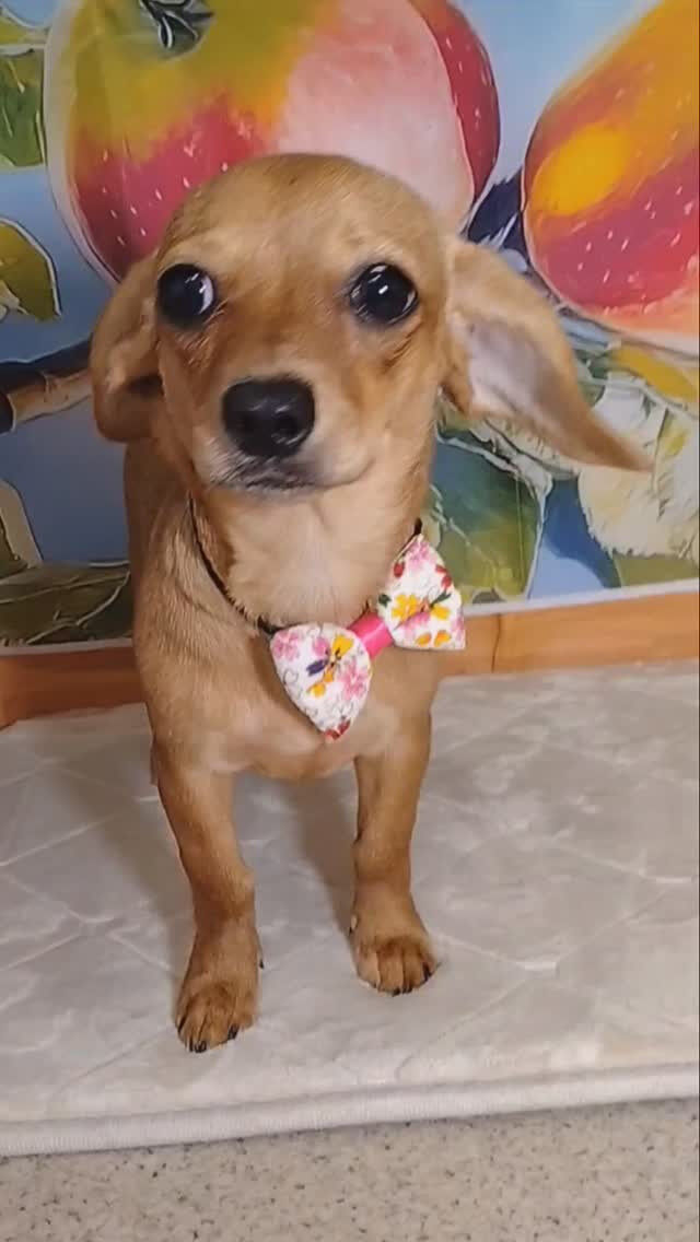 杏樹ちゃん🐶