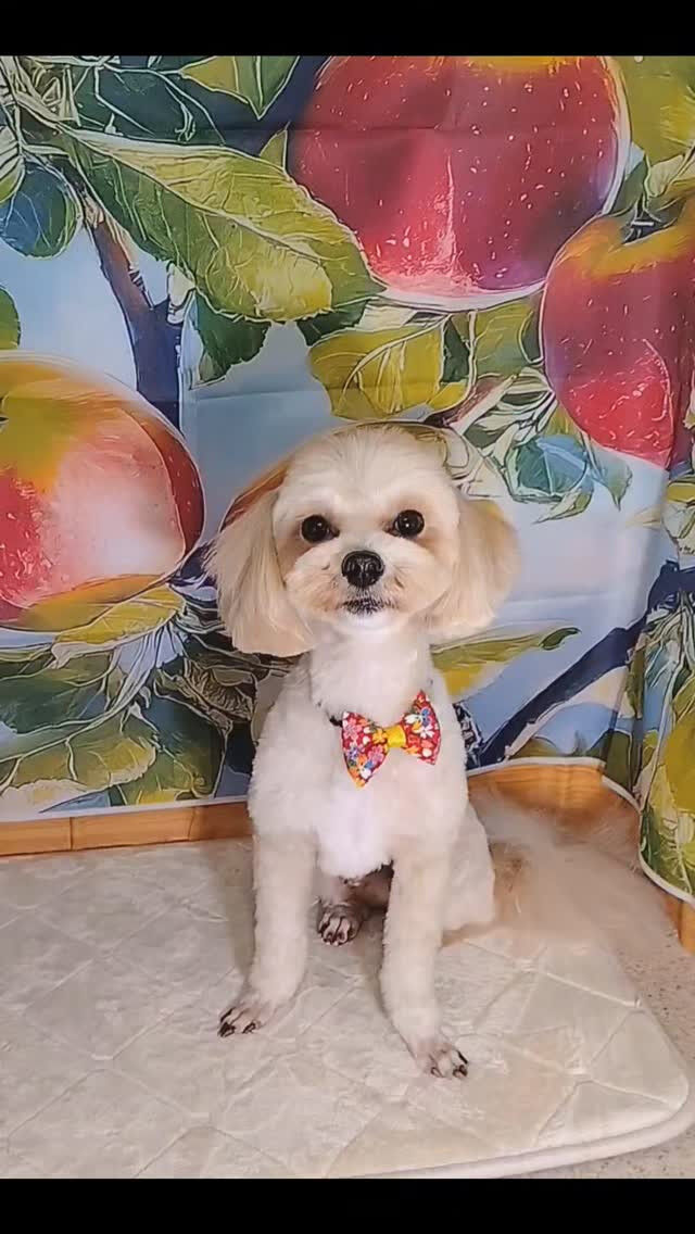 ぽてちゃん🐶
