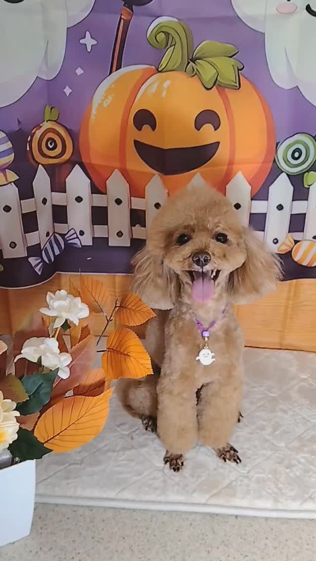 モコちゃん🐶