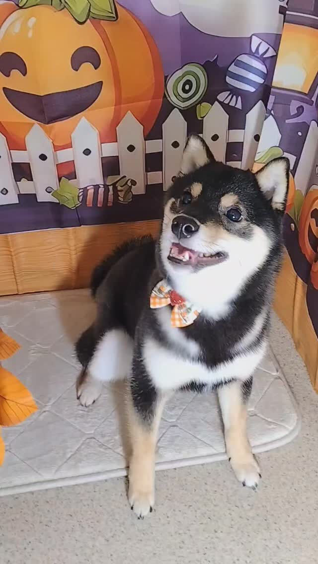 カイくん🐶