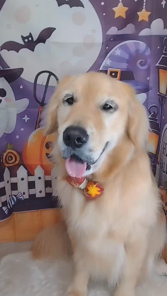 ビビちゃん🐶