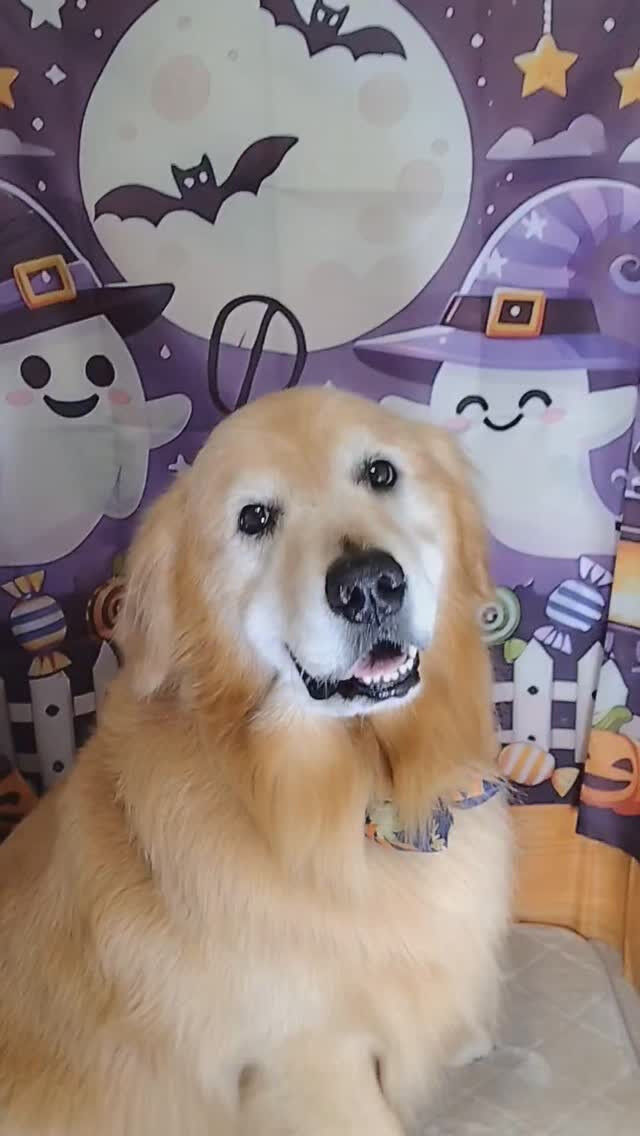 ココちゃん🐶